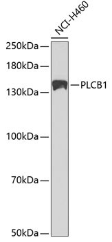 PLCB1 Antibody in Western Blot (WB)