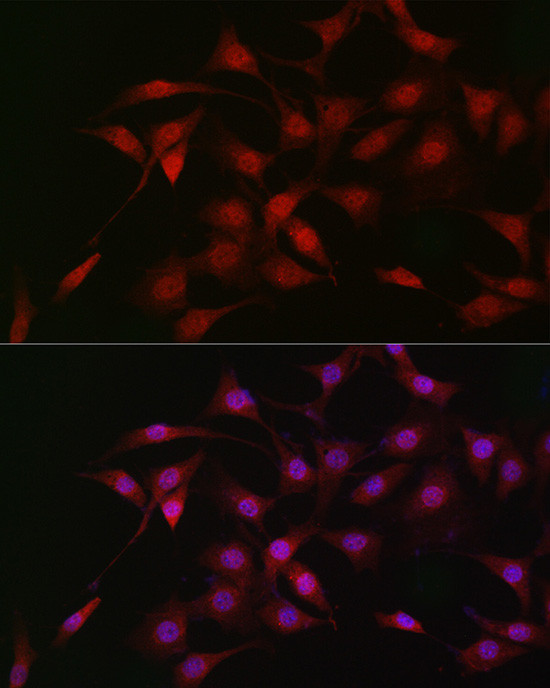 LKB1 Antibody in Immunocytochemistry (ICC/IF)