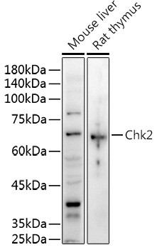 CHK2 Antibody in Western Blot (WB)