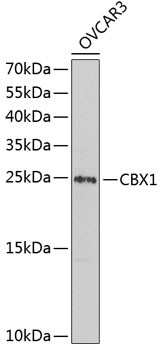 HP1 beta Antibody in Western Blot (WB)