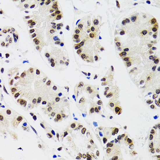 EDF1 Antibody in Immunohistochemistry (Paraffin) (IHC (P))