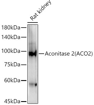 Aconitase 2 Antibody in Western Blot (WB)