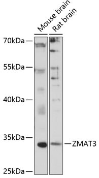 ZMAT3 Antibody in Western Blot (WB)