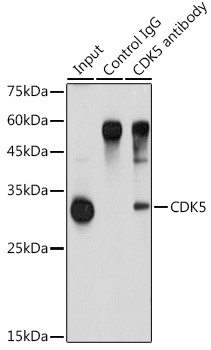 CDK5 Antibody in Immunoprecipitation (IP)