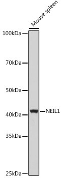 NEIL1 Antibody in Western Blot (WB)