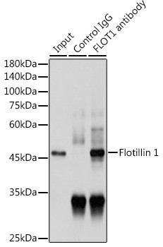 Flotillin 1 Antibody in Immunoprecipitation (IP)