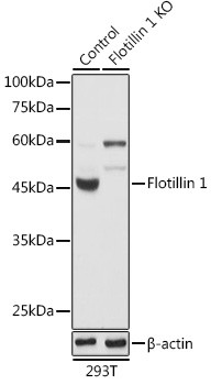 Flotillin 1 Antibody in Western Blot (WB)