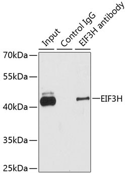 eIF3h Antibody in Immunoprecipitation (IP)
