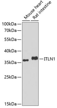 ITLN1 Antibody in Western Blot (WB)
