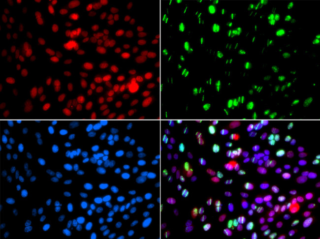 POLD3 Antibody in Immunocytochemistry (ICC/IF)