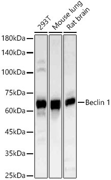 Beclin 1 Antibody in Western Blot (WB)