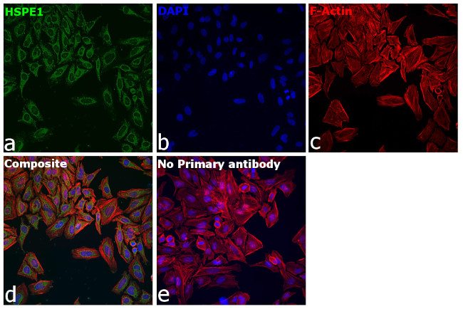 HSPE1 Antibody in Immunocytochemistry (ICC/IF)