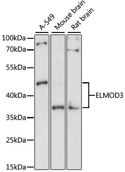 ELMOD3 Antibody in Western Blot (WB)