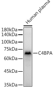 C4BPA Antibody in Western Blot (WB)