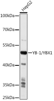 YBX1 Antibody in Western Blot (WB)