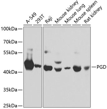 PGD Antibody in Western Blot (WB)