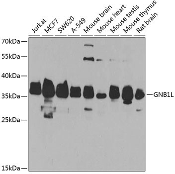 GNB1L Antibody in Western Blot (WB)