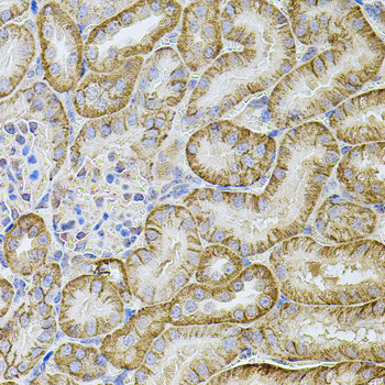 CDH16 Antibody in Immunohistochemistry (Paraffin) (IHC (P))