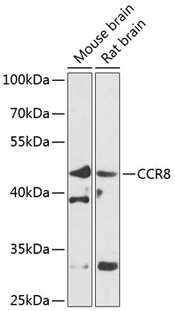 CCR8 Antibody in Western Blot (WB)