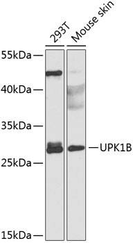 UPK1B Antibody in Western Blot (WB)