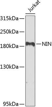 Ninein Antibody in Western Blot (WB)