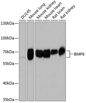 BMP6 Antibody in Western Blot (WB)