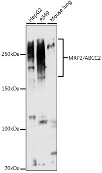 MRP2 Antibody in Western Blot (WB)