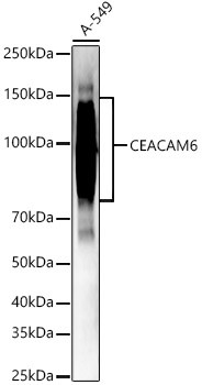 CEACAM6 Antibody in Western Blot (WB)