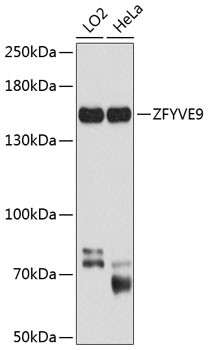 ZFYVE9 Antibody in Western Blot (WB)