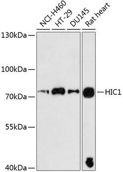 HIC1 Antibody in Western Blot (WB)