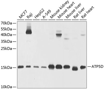 ATP5D Antibody in Western Blot (WB)