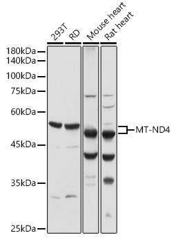 MT-ND4 Antibody in Western Blot (WB)