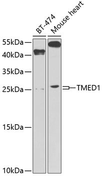 TMED1 Antibody in Western Blot (WB)