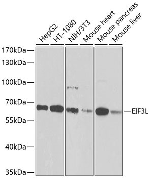 eIF3l Antibody in Western Blot (WB)