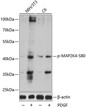 Phospho-MAP2K4 (Ser80) Antibody in Western Blot (WB)