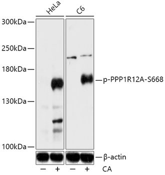 Phospho-MYPT1 (Ser668) Antibody in Western Blot (WB)
