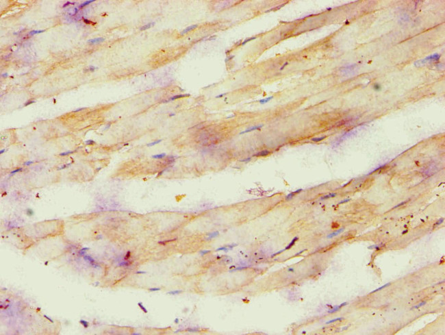 ATP Synthase O Antibody in Immunohistochemistry (Paraffin) (IHC (P))