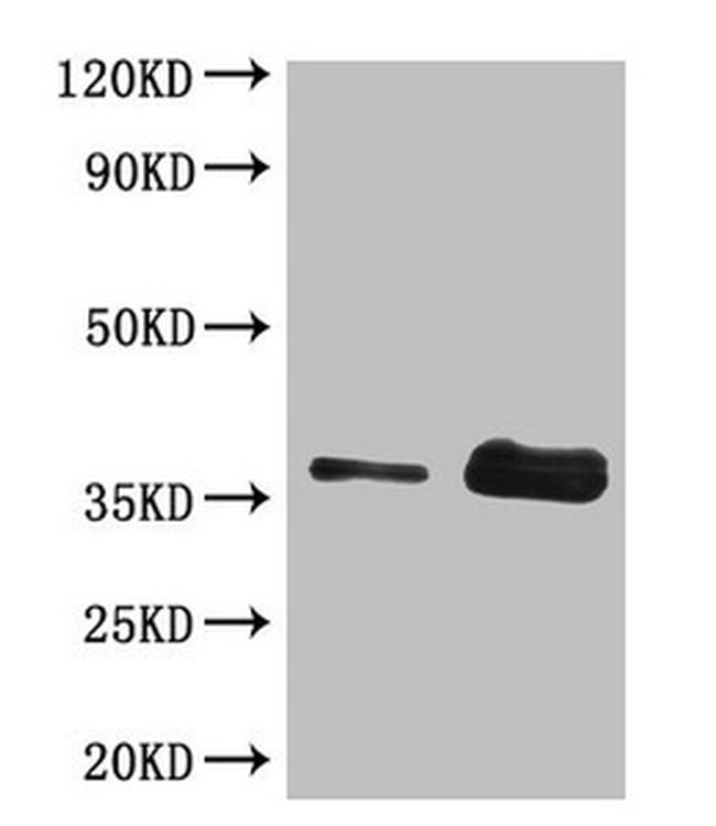 Gliadin Antibody in Western Blot (WB)