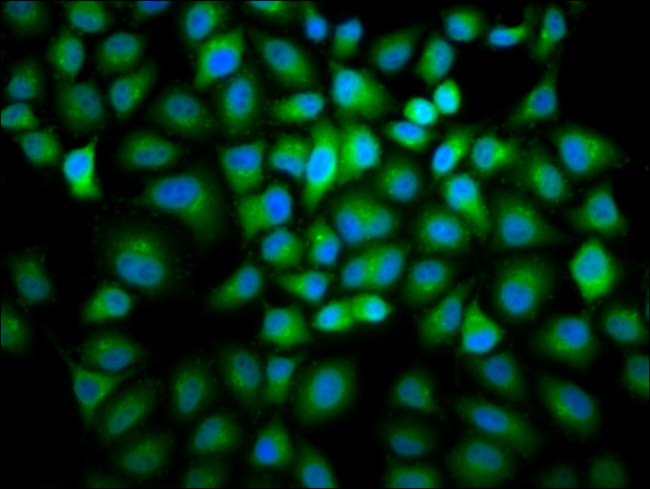 Cyclin B2 Antibody in Immunocytochemistry (ICC/IF)