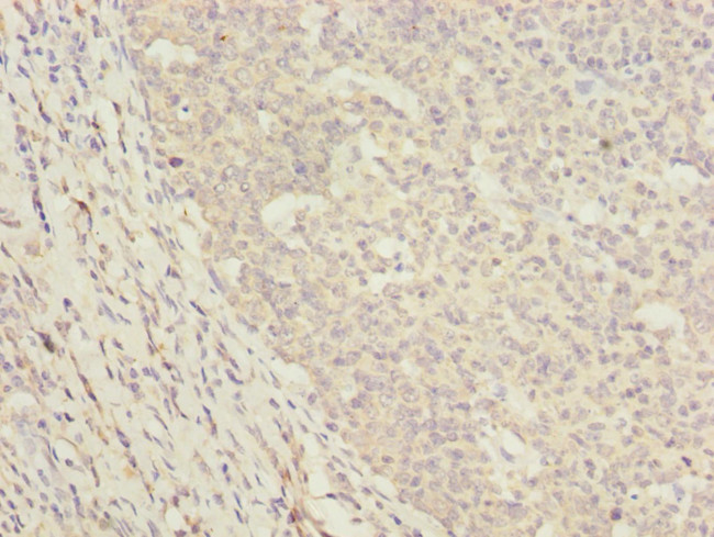 DNAJA2 Antibody in Immunohistochemistry (Paraffin) (IHC (P))