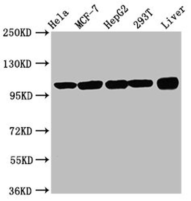 eIF3d Antibody in Western Blot (WB)