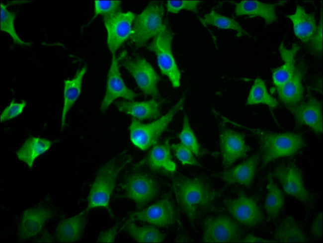 LILRB3 Antibody in Immunocytochemistry (ICC/IF)