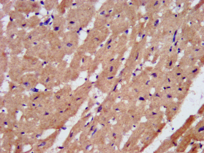 PAM Antibody in Immunohistochemistry (Paraffin) (IHC (P))