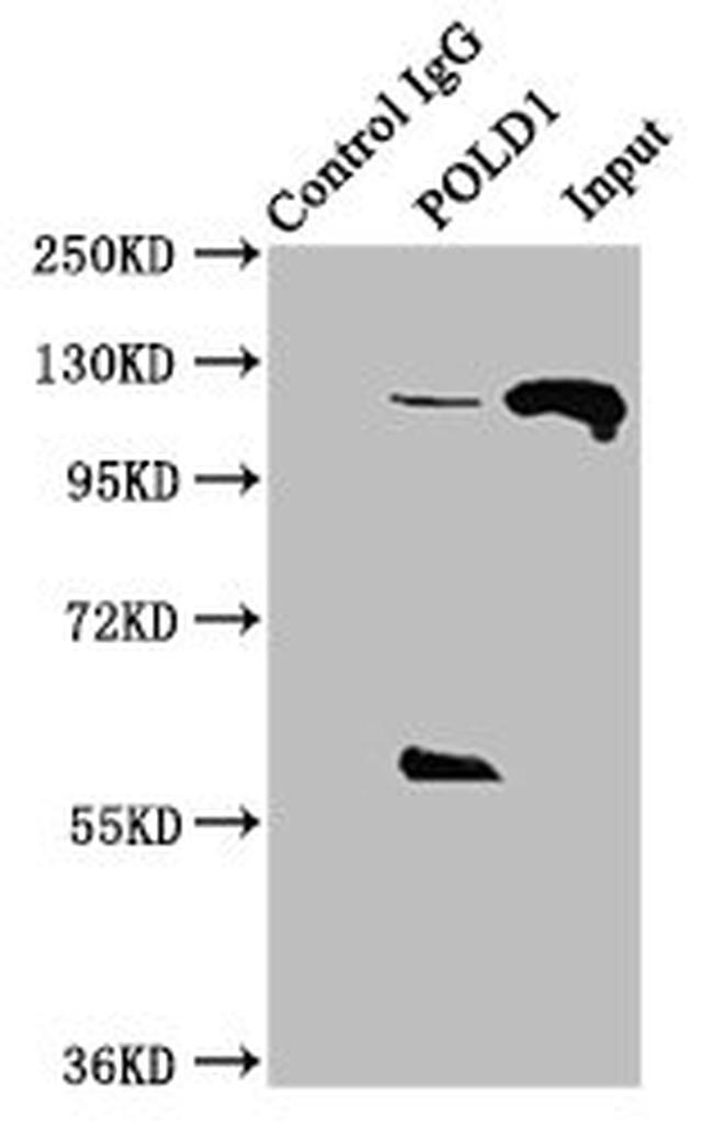 POLD1 Antibody in Western Blot (WB)