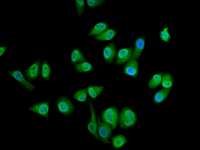 SEC14L2 Antibody in Immunocytochemistry (ICC/IF)