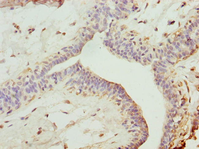 RFP2 Antibody in Immunohistochemistry (Paraffin) (IHC (P))