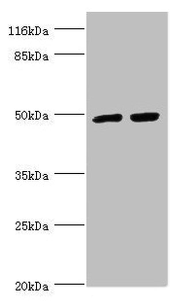 RFP2 Antibody in Western Blot (WB)