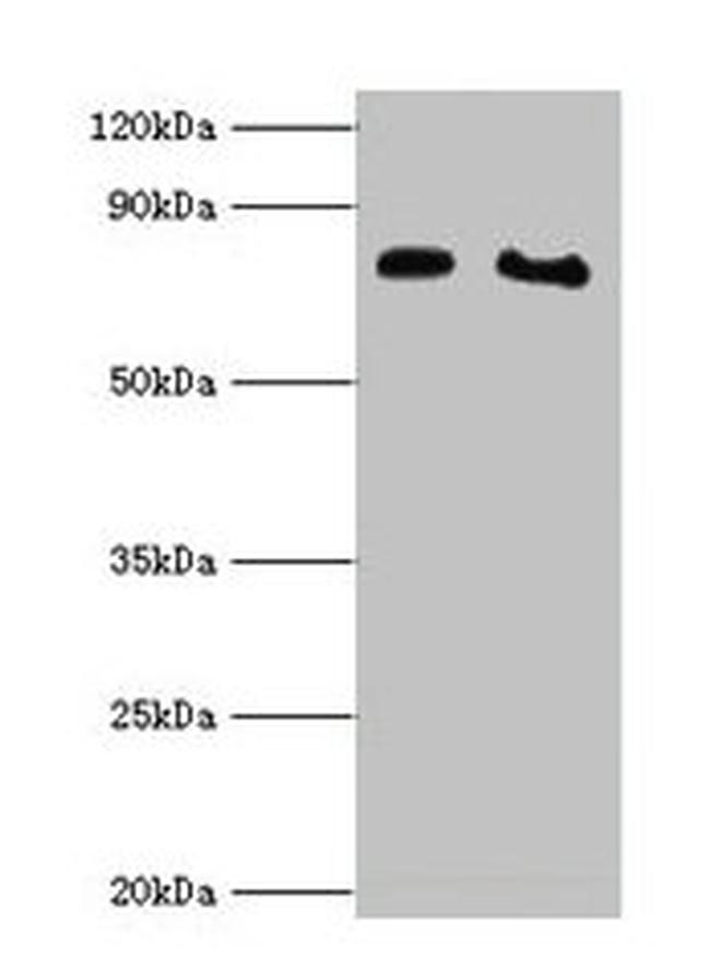 Cytochrome P450 Reductase Antibody in Western Blot (WB)