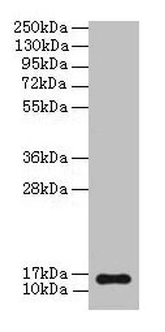 BNP Antibody in Western Blot (WB)