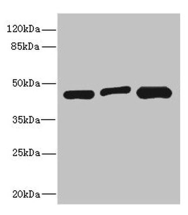 ITPK1 Antibody in Western Blot (WB)